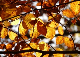 金黃色的山毛櫸樹葉圖片(15張)