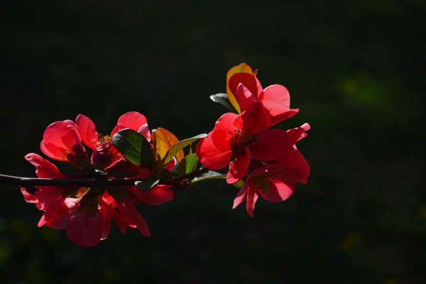 红色艳丽的木瓜花图片