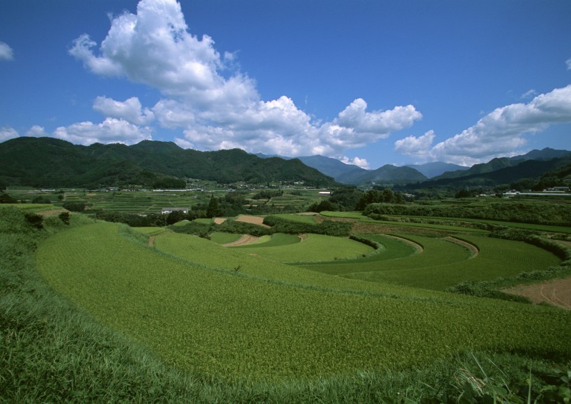 春天的田野图片