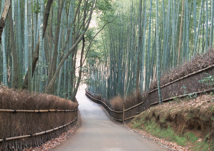 绿荫小路图片