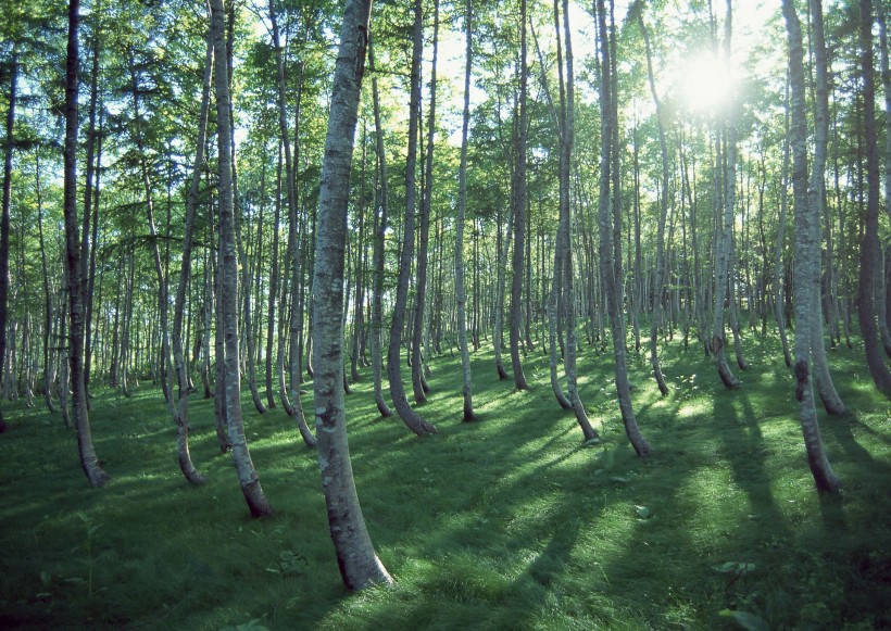 陽光樹林圖片