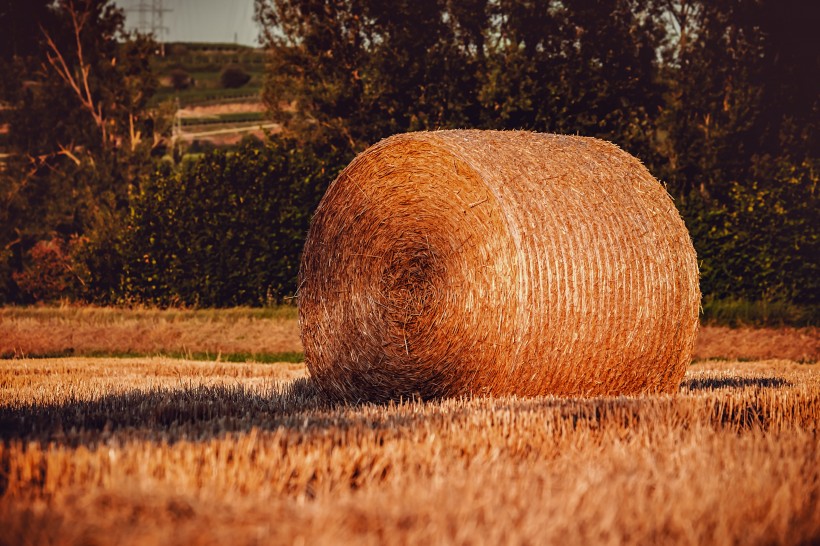 成卷的干草垛風(fēng)景圖片