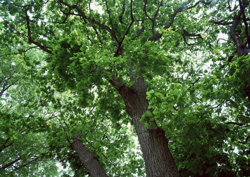 陽光樹林圖片