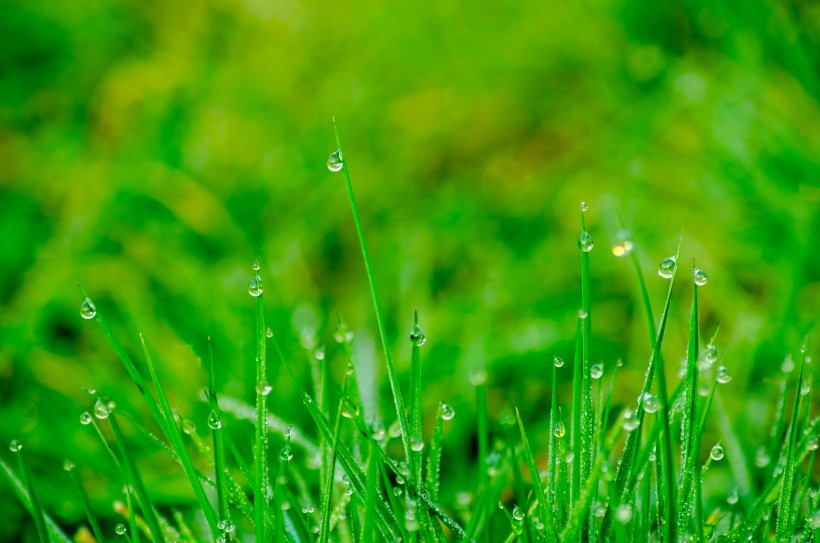 雨后的草叢圖片