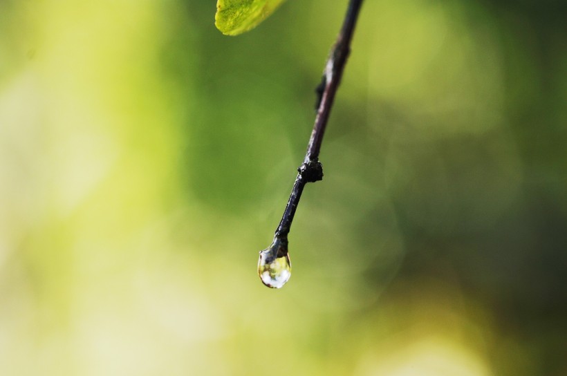 清新露水图片