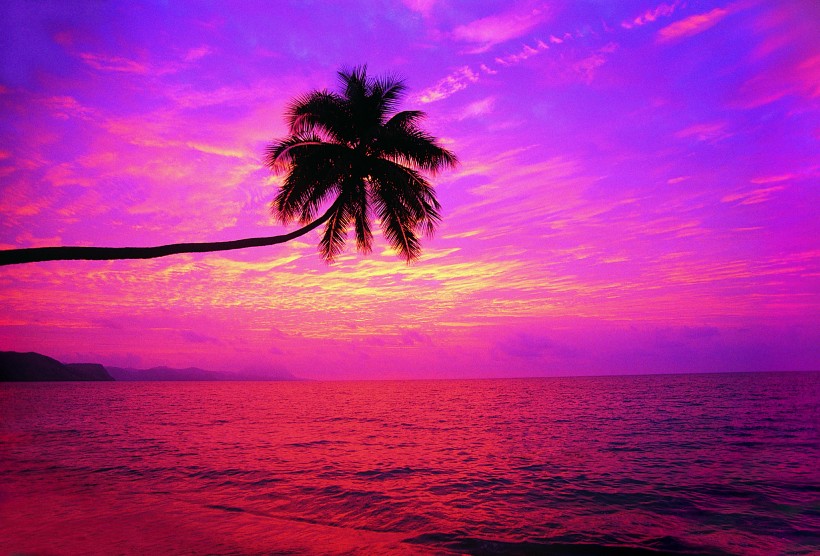热带椰树绝美风景图片