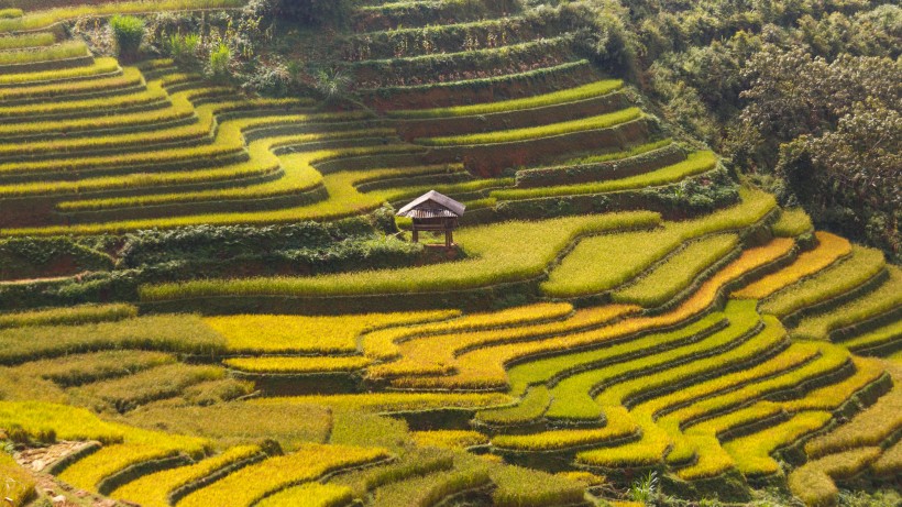 層層疊疊綠色的梯田風(fēng)景圖片