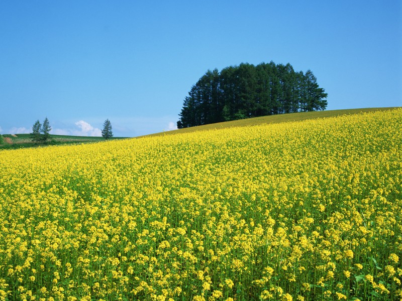 油菜花田图片