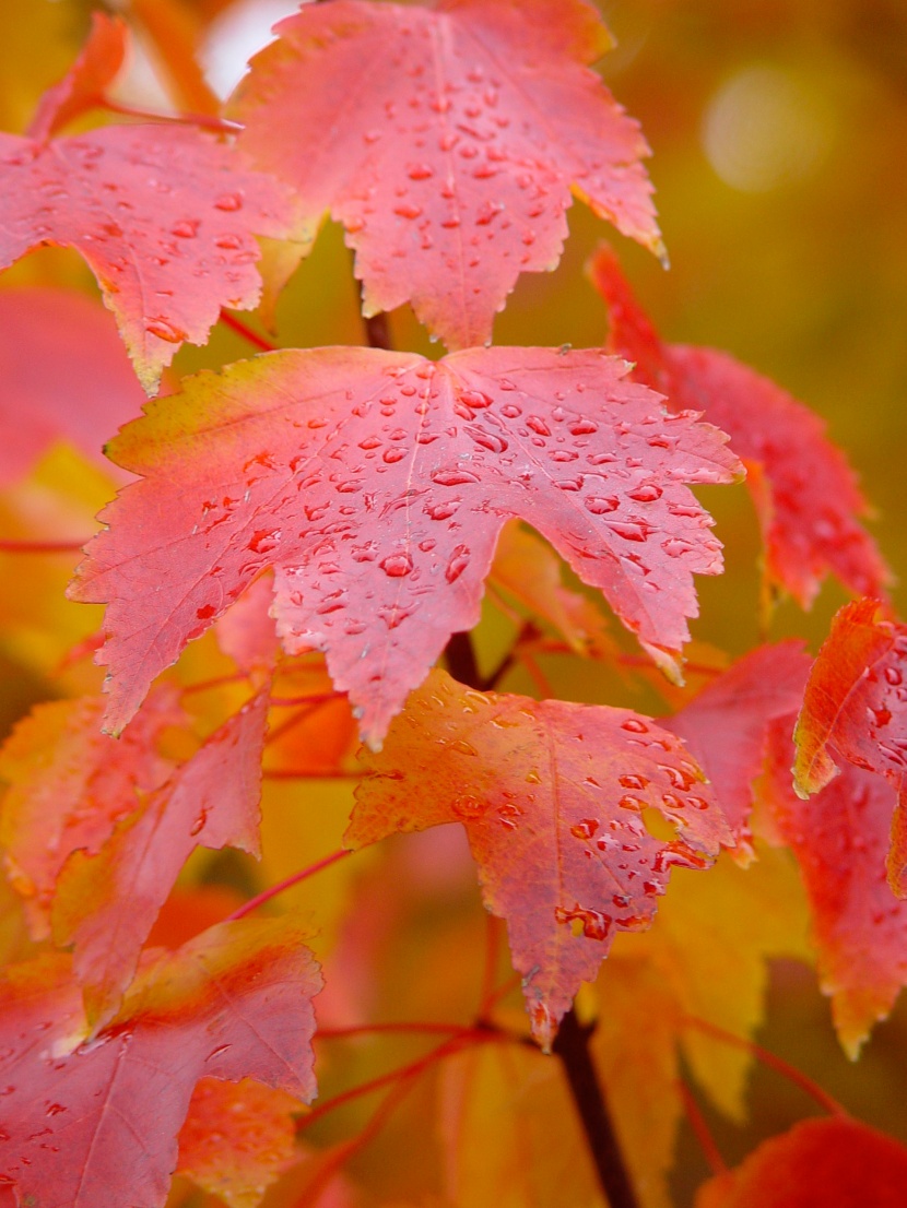 紅紅的楓葉圖片