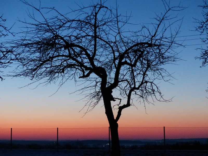 傍晚唯美的树图片