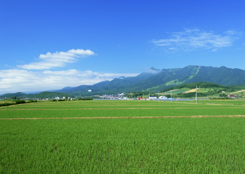 藍(lán)天白云麥田圖片