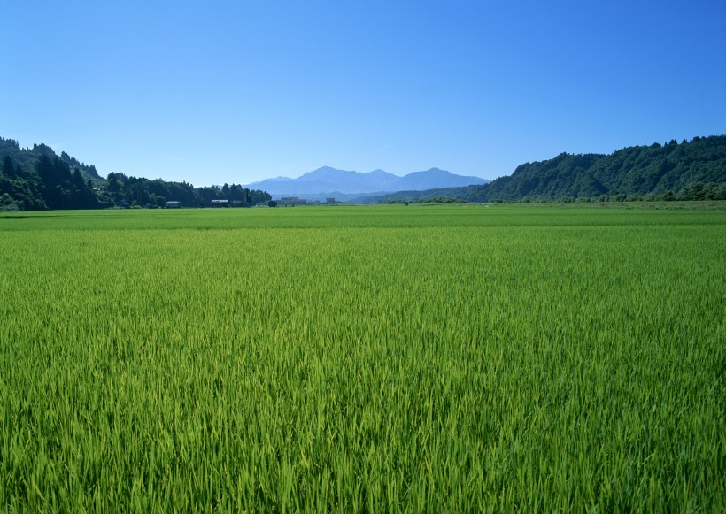 春天的田野图片