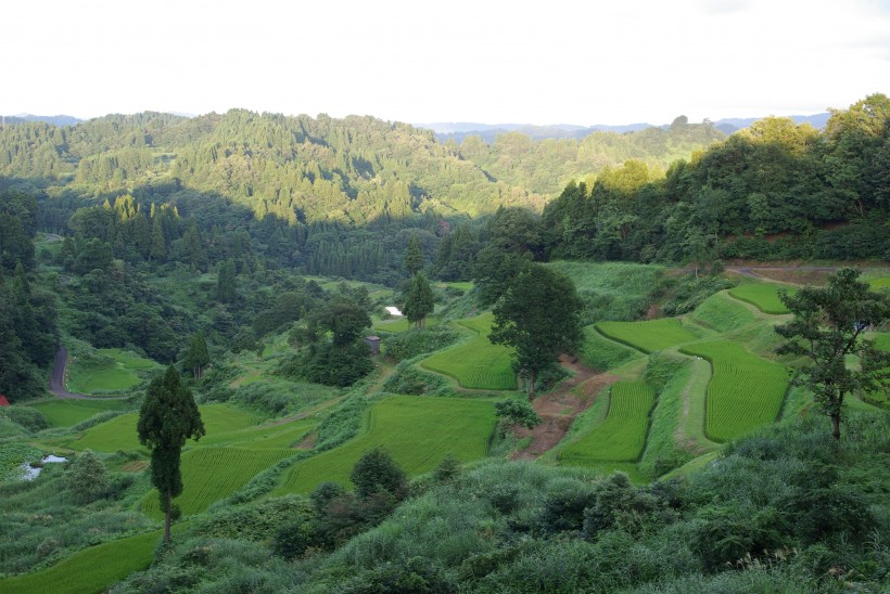 广阔唯美的梯田风景图片