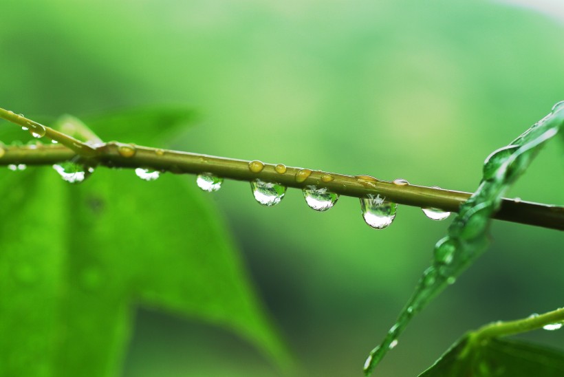 清新露水图片