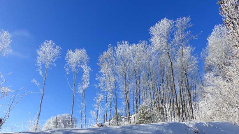 冬季的皑皑白雪风景图片