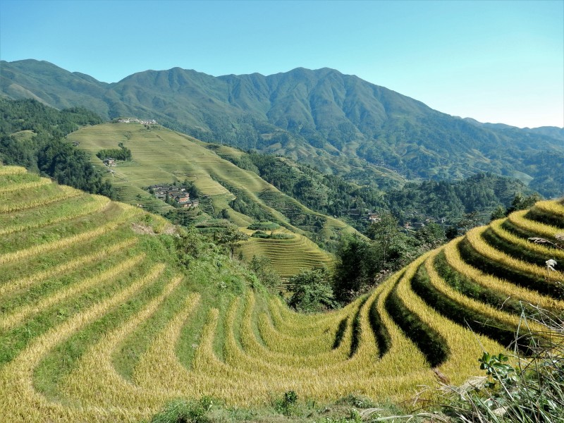 广阔唯美的梯田风景图片