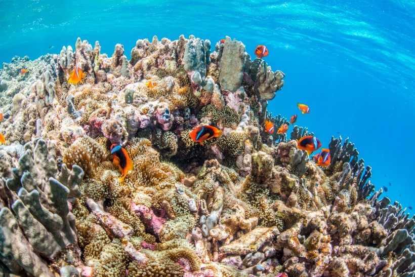 海底珊瑚魚群圖片