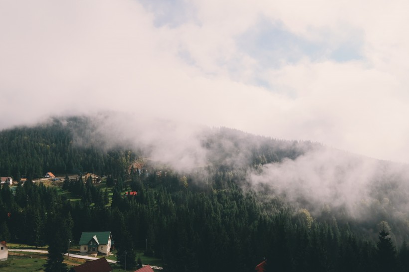 雾气缭绕的森林图片