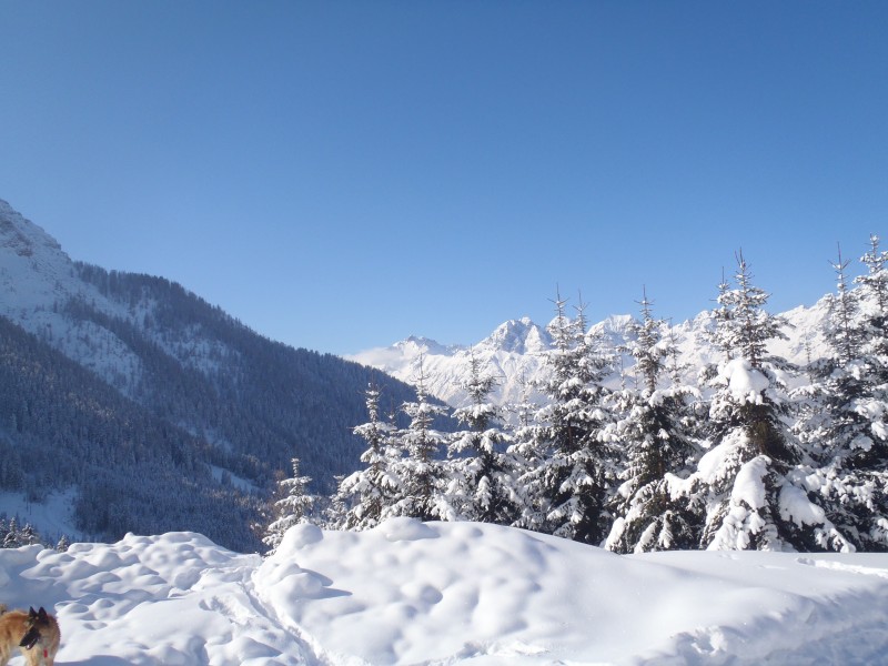 冬季的皑皑白雪风景图片