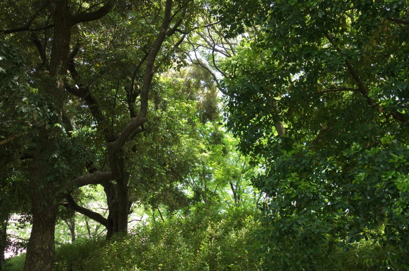 郁郁蔥蔥的綠色樹林風(fēng)景圖片