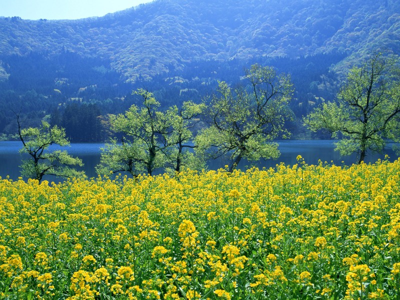 油菜花田图片