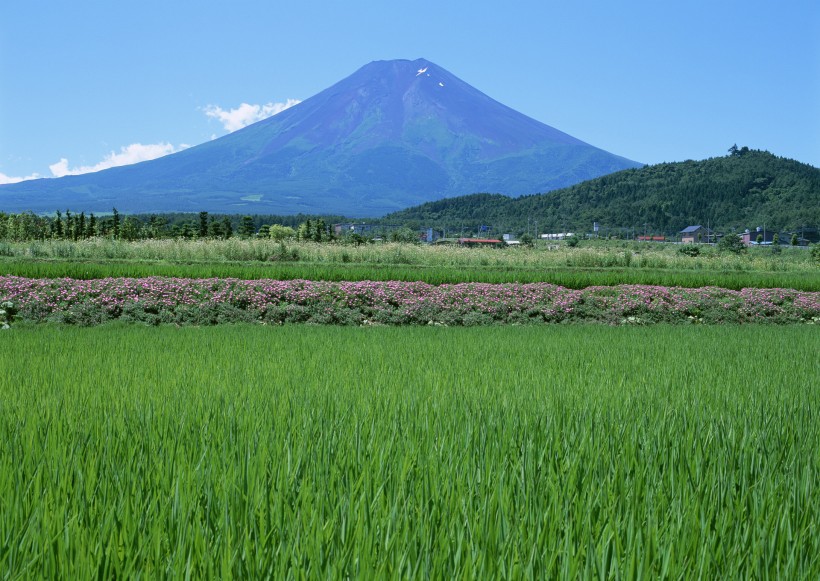 春天的田野图片