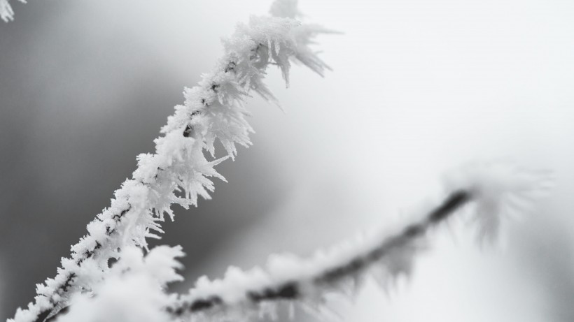 冬季雪后冰花风景图片