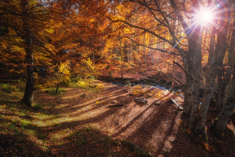 唯美的秋季樹林風(fēng)景圖片