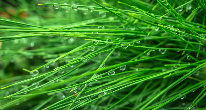 雨后的草叢圖片