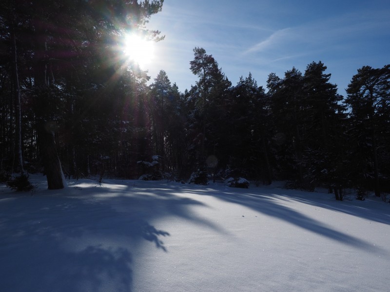 唯美白色雪景圖片