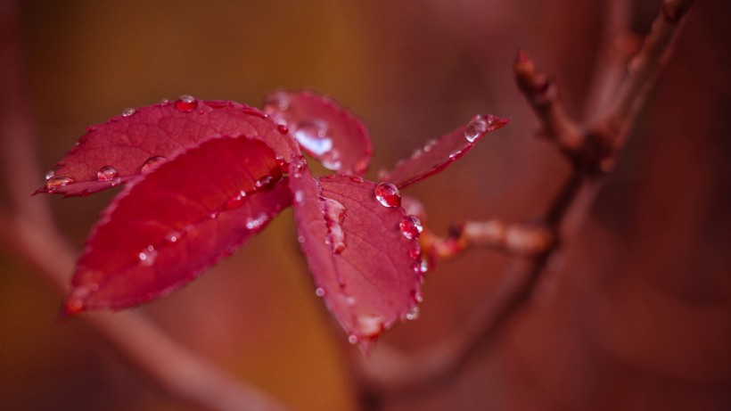 唯美紅葉風(fēng)景圖片