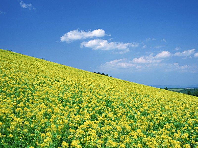 油菜花田圖片