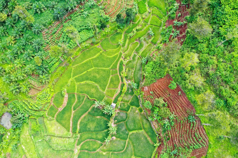 航拍绿油油的农田图片