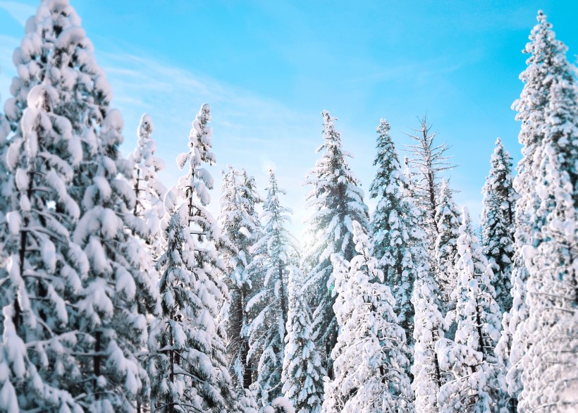 冬季白雪覆蓋的森林圖片