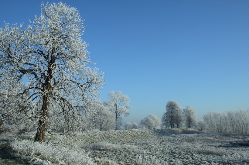 唯美白色雪景圖片