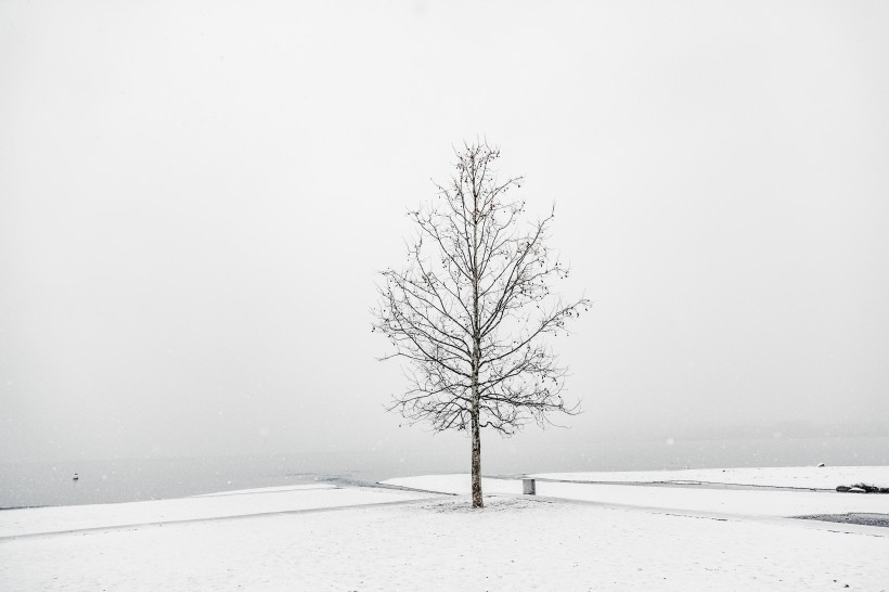 冬季的雪景图片