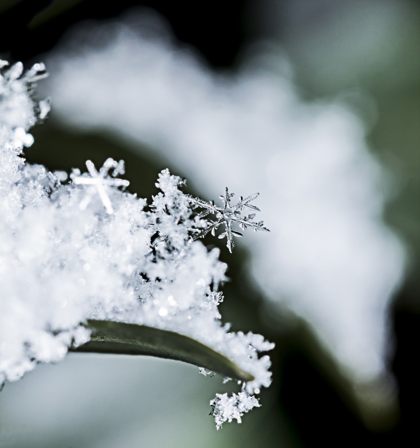 晶莹的雪花图片