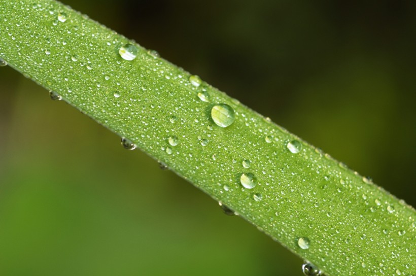 清新露水圖片