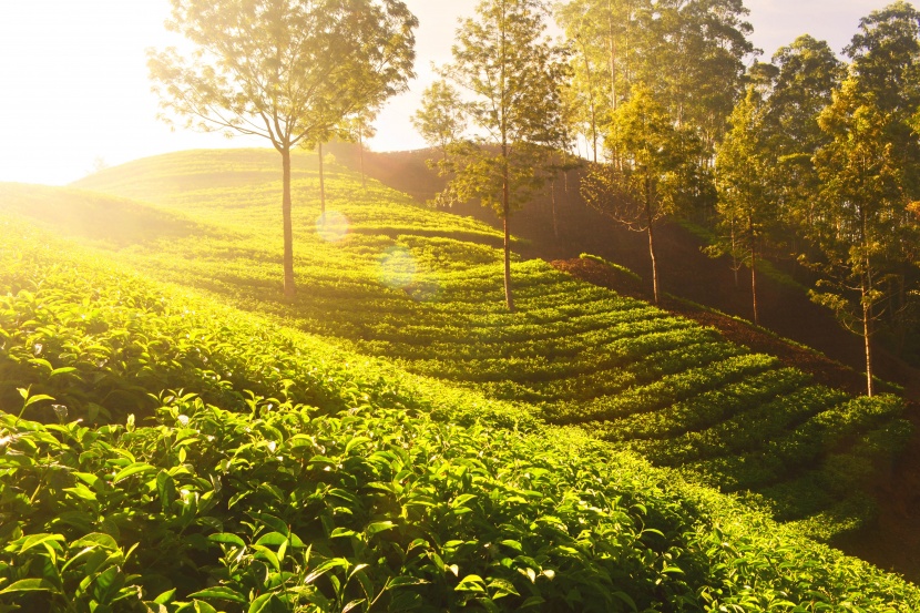 绿意盎然的茶园图片