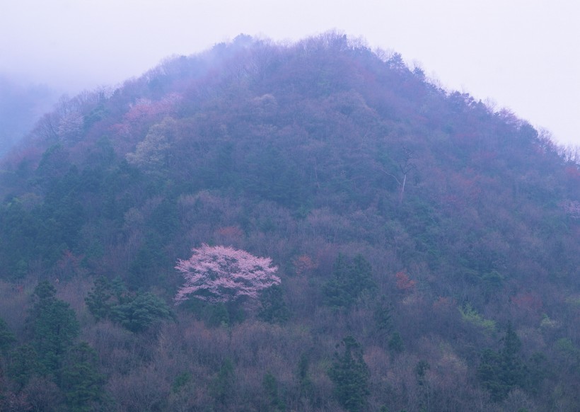 春季风景如画图片