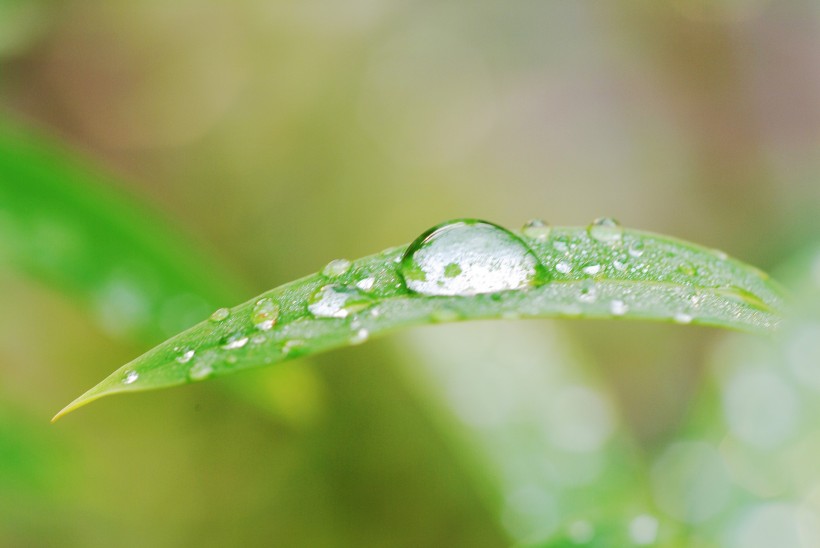 清新露水图片