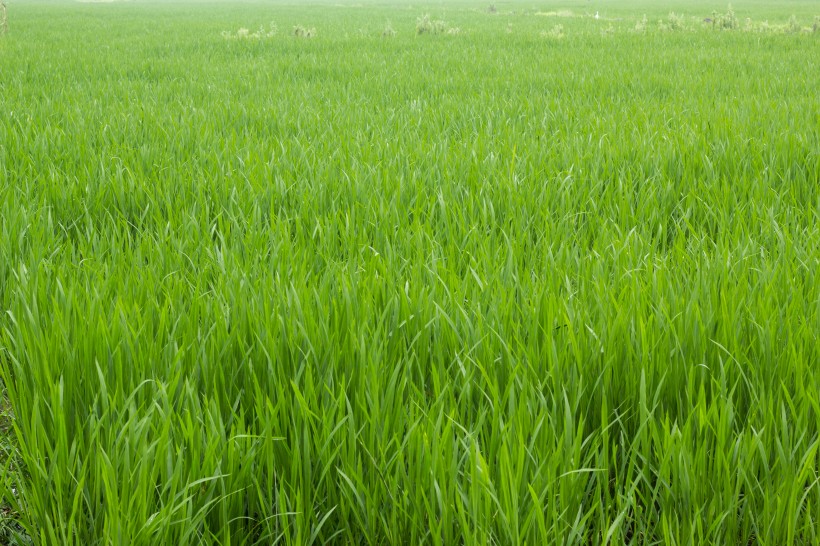 綠油油的水稻稻田圖片