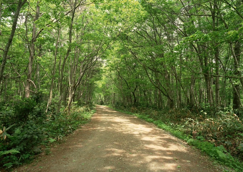 绿荫小路图片