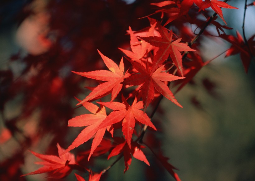 秋日的紅葉圖片