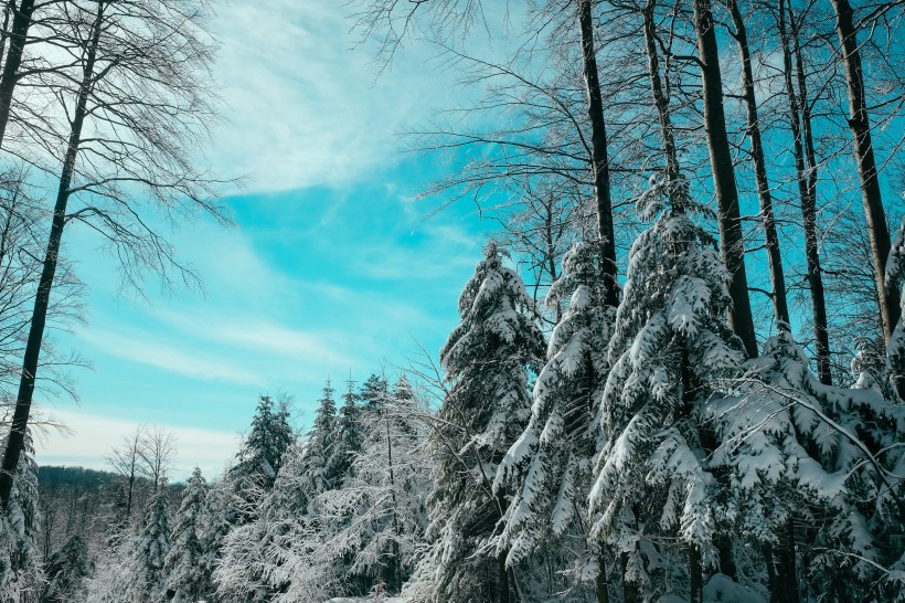 冬季白雪覆蓋的森林圖片