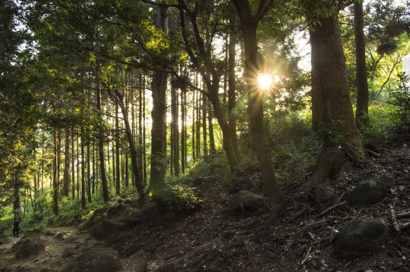 郁郁蔥蔥的綠色樹林風(fēng)景圖片