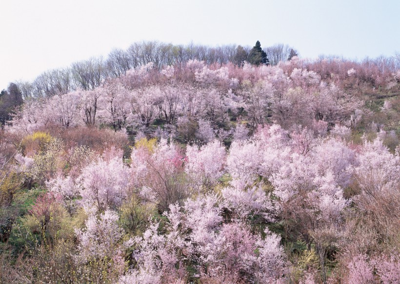 春季风景如画图片