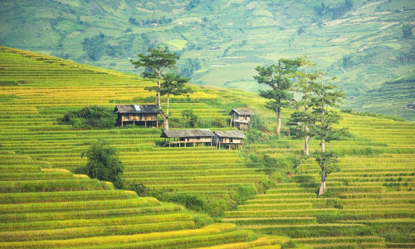 層疊的綠色梯田風(fēng)景圖片