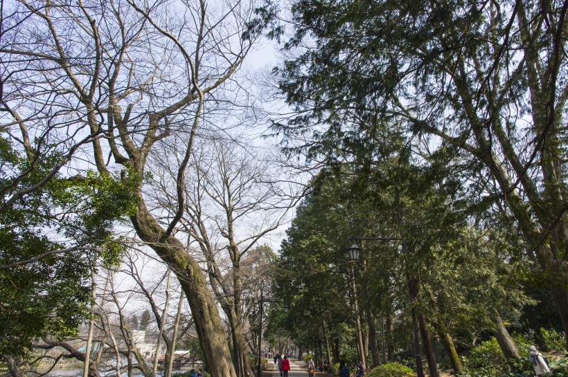 郁郁蔥蔥的綠色樹林風(fēng)景圖片