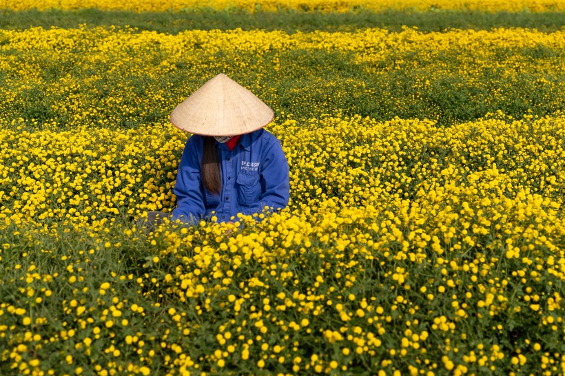 花田景色图片